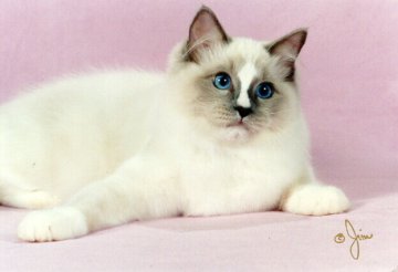 Ragdoll Cat Dandenong Kiyoshi of Chatandolls