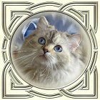Celtic Ragdolls