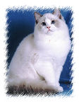 Echoglen Ragdolls