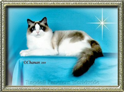 Ragdoll Cat- BellaPalazzo Frances